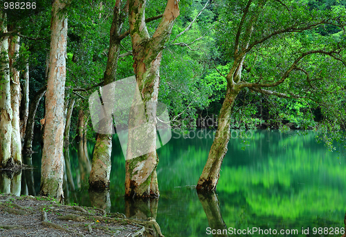 Image of tree on water