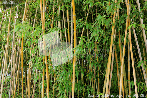 Image of bamboo