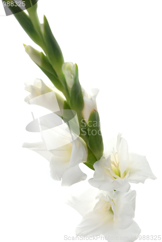 Image of White Gladiolus detail