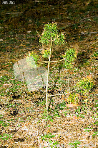 Image of Small pine