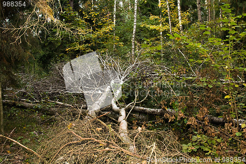 Image of Hurricane in wood