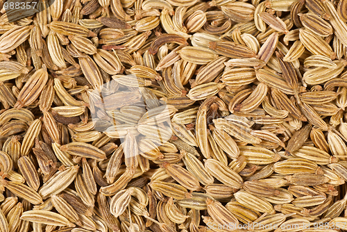 Image of Fennel seeds
