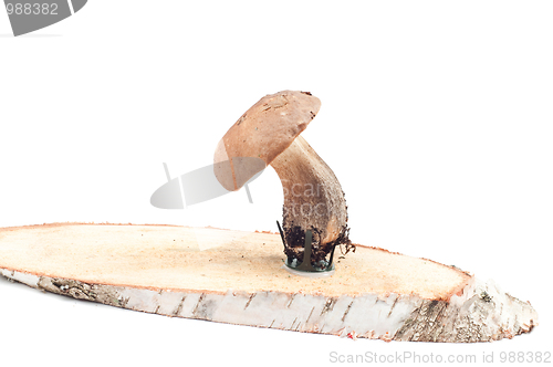 Image of Boletus in studio