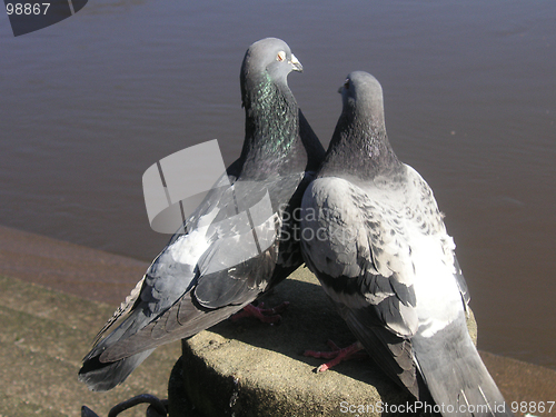 Image of pigeons in love