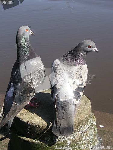 Image of a pair of pigeons