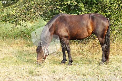 Image of A horse