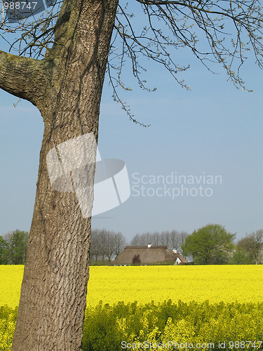 Image of Canola field