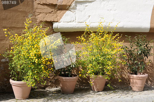 Image of Flowerpots