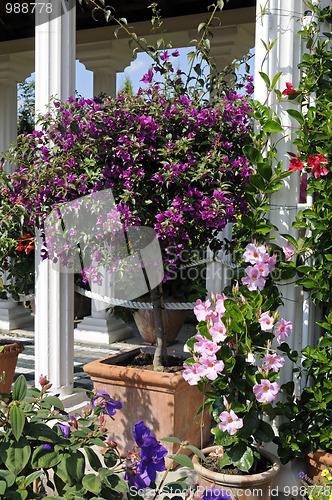 Image of Mediterranean garden