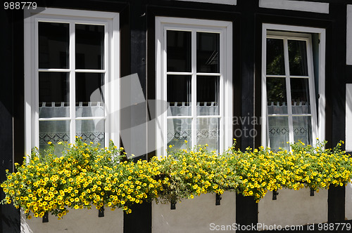 Image of Windows with flower boxes