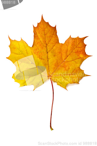 Image of Autumn yellow maple leaf isolated on white 