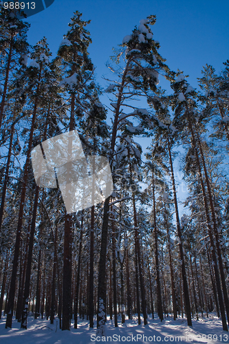 Image of Leaning trees