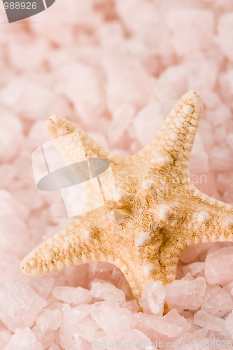 Image of starfish in the sea salt