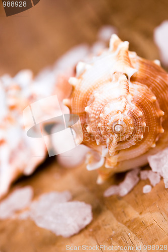 Image of seashell and salt
