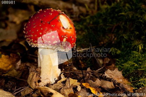 Image of Fly agaric