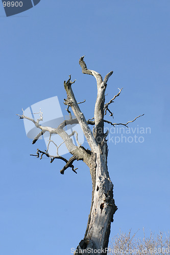 Image of Dead tree