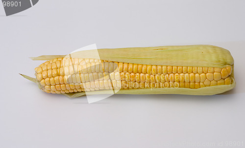 Image of Corn ear