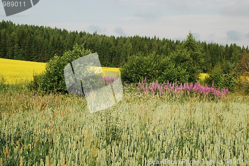 Image of Fields and forests of Uusimaa region in Finland