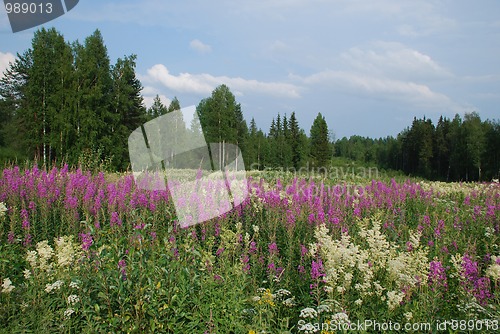 Image of Wild lupins meadows, birch and coniferous forests of Central Fin