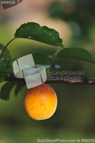 Image of Apricot on a branch