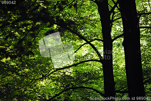 Image of Backlit treetop foliage