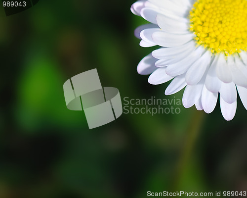 Image of Flower abstract