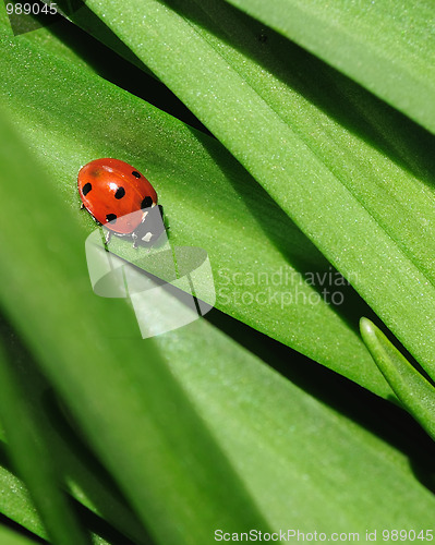 Image of Ladybird on a green leaf
