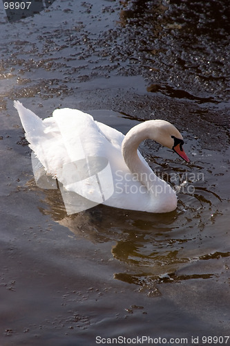 Image of Swan