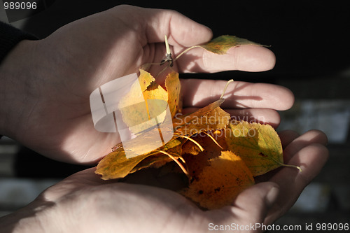 Image of Autumn leaf