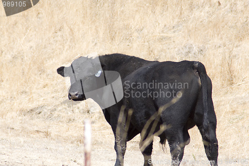 Image of Black Cow in Pasture