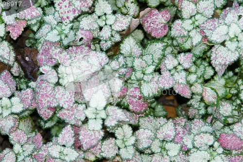 Image of silvery leaves