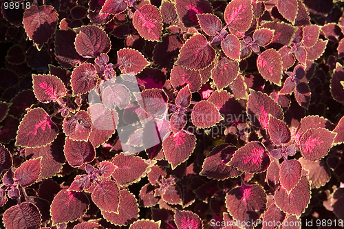 Image of red leaves