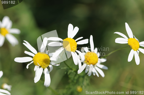 Image of camomile