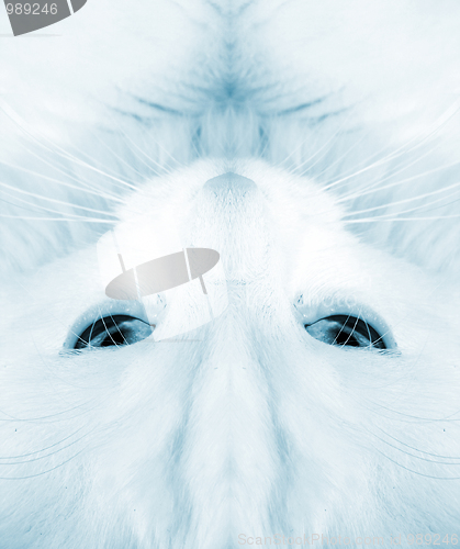 Image of White cat