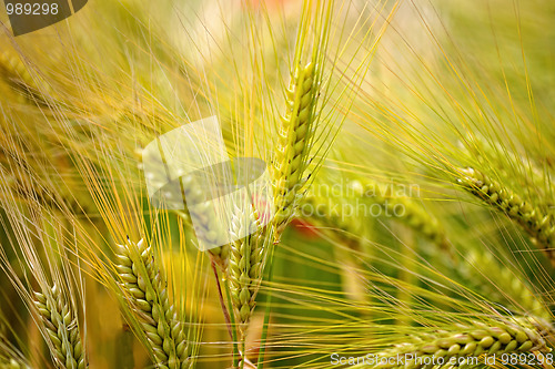 Image of Green, organic wheat