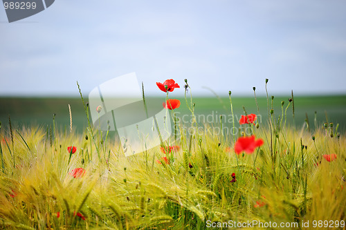 Image of Green organic whet and poppy flowers