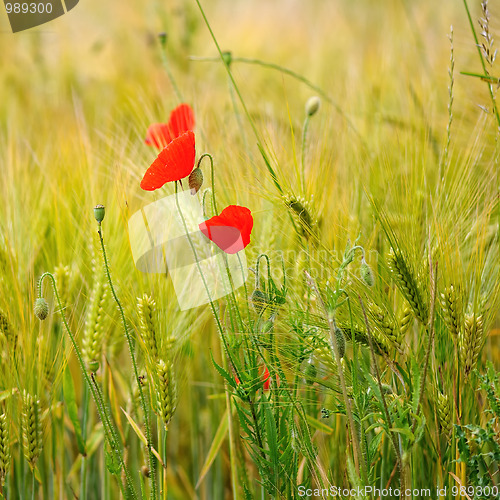 Image of Green organic whet and poppy flowers