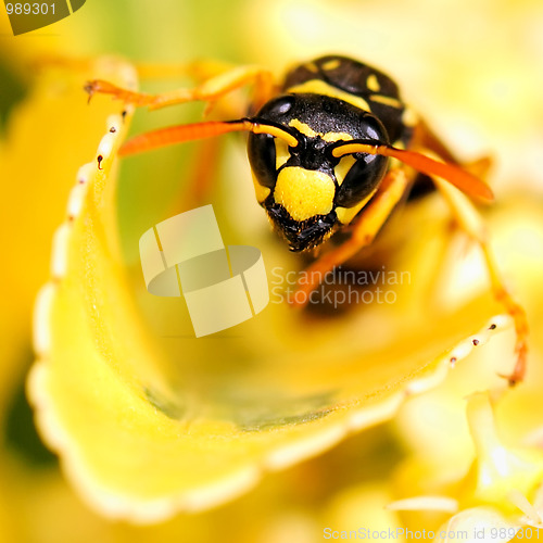 Image of Staring wasp