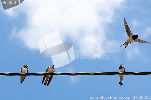 Image of Four swallows