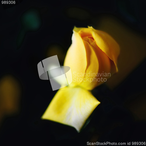 Image of Yellow rose abstract