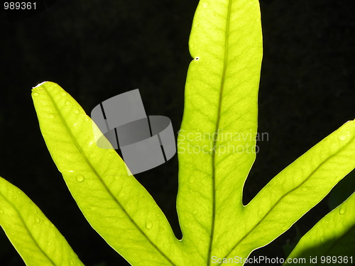 Image of Tropical Sunrise Leaf