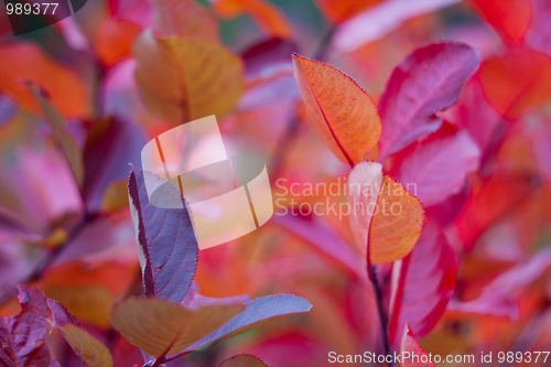 Image of Aronia at fall colors