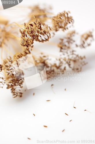 Image of Dried dill