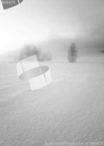 Image of Trees at the fog