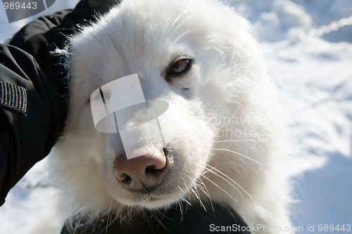 Image of funny dog portrait