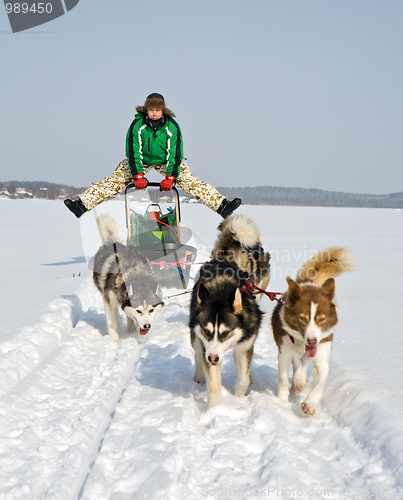 Image of dog sledding