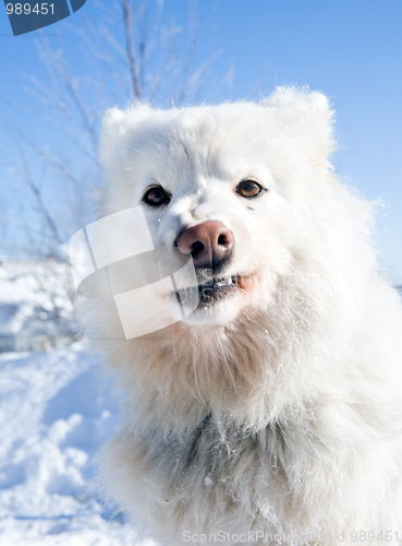 Image of funny dog portrait