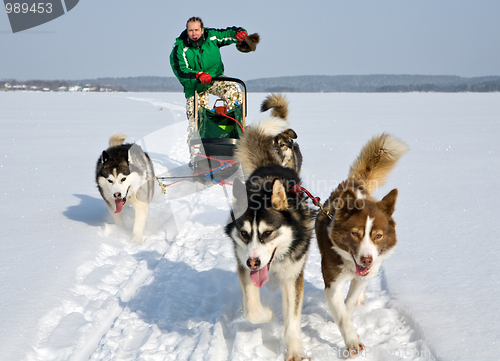 Image of dog sledding