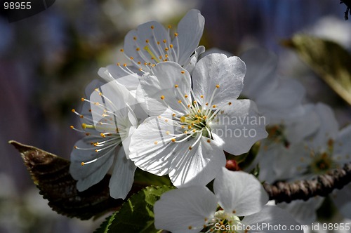 Image of apple blossom