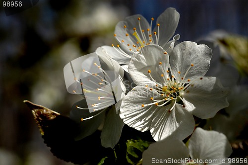 Image of apple blossom